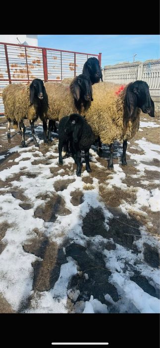 Oi sarbesti 5+1 toate tinere