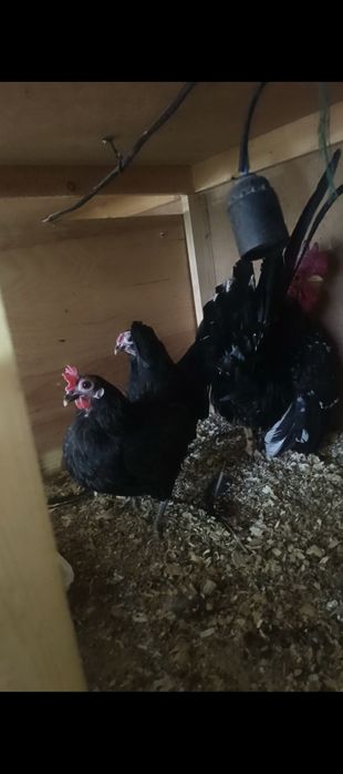 Yaponchalar sotiladi 2 makion 1 xoroz
