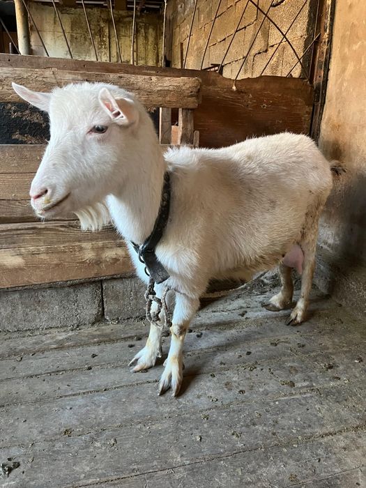 Сауынды тоқал ешкі, лағымен