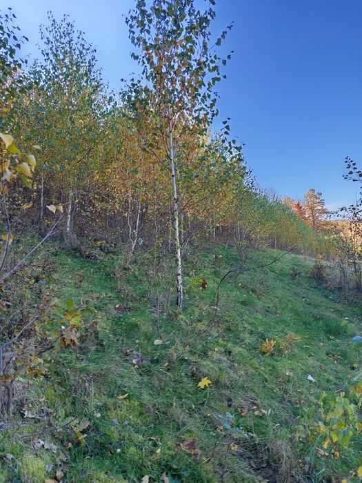 Mesteacăn alb între 0.5 și 4 m