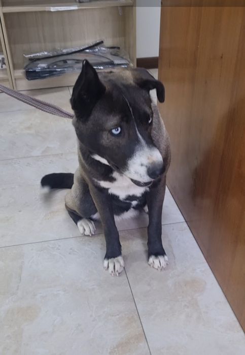 Тинки ищет дом. Доставлю!