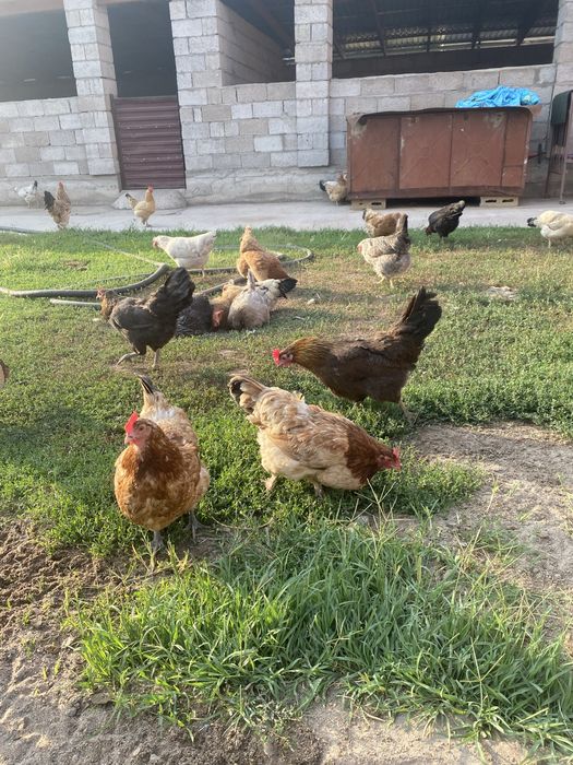 Продам кур домашних