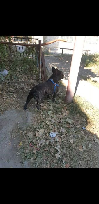 Французский бульдог ищет подругу