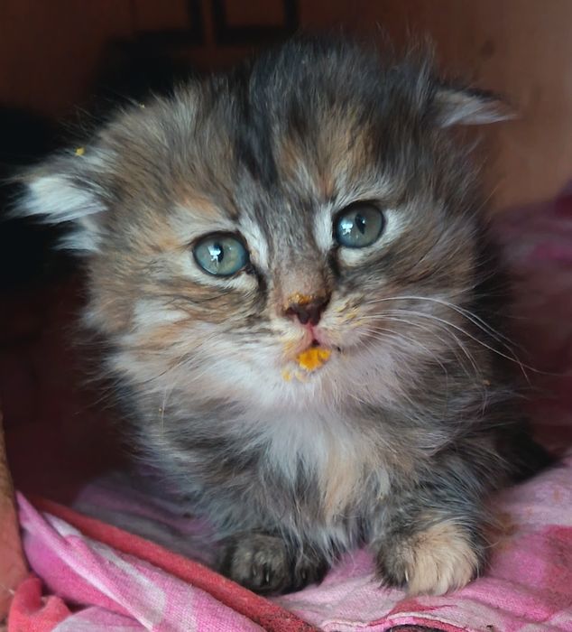 Отдам     котят.
