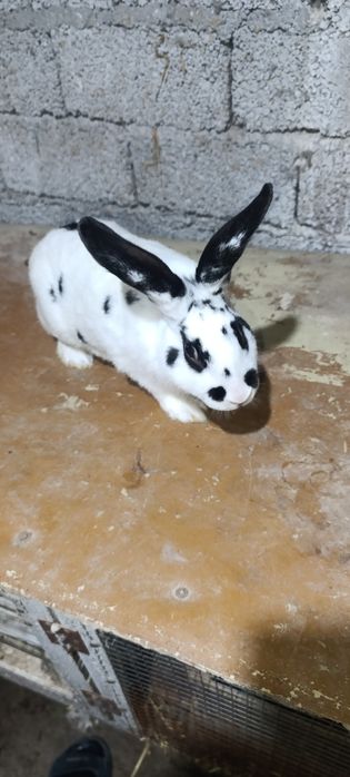 Zottor rex quyonlar sotiladi