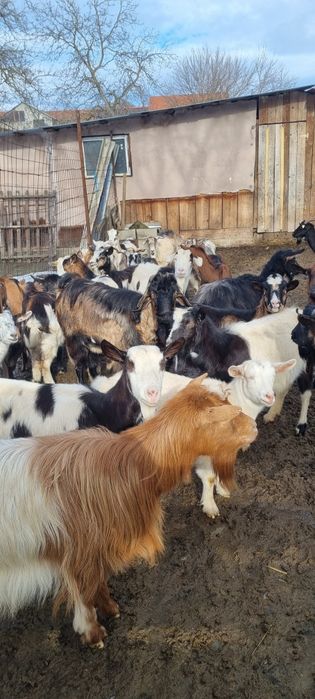 Vănd 30de capre gestante