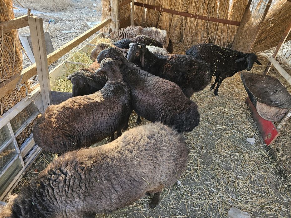 Кучкорлар сотилади