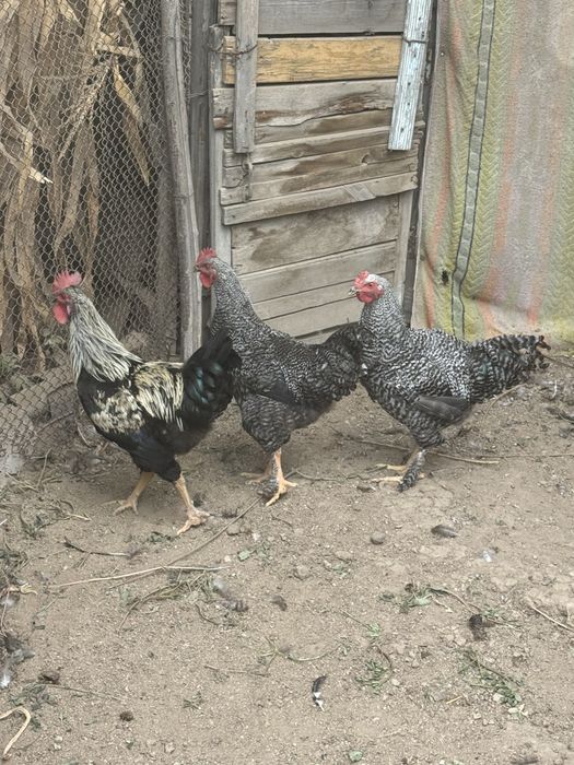 Продам петухов хороших