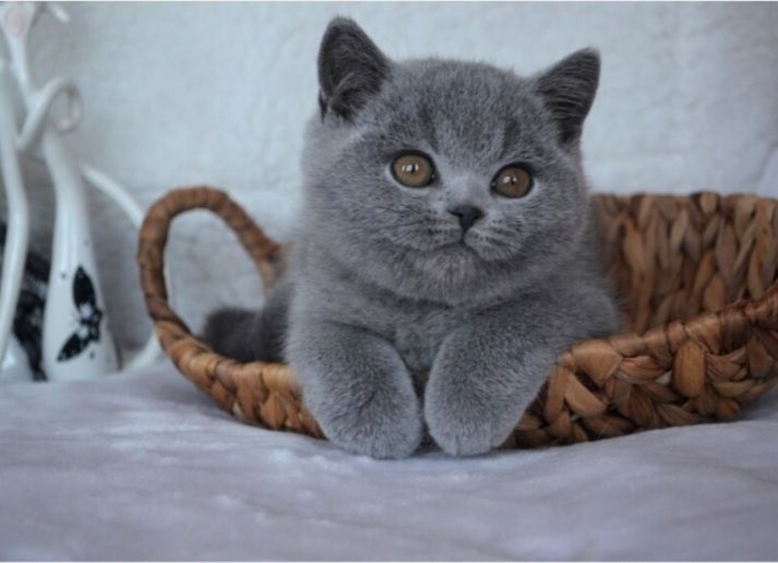 Британские котята