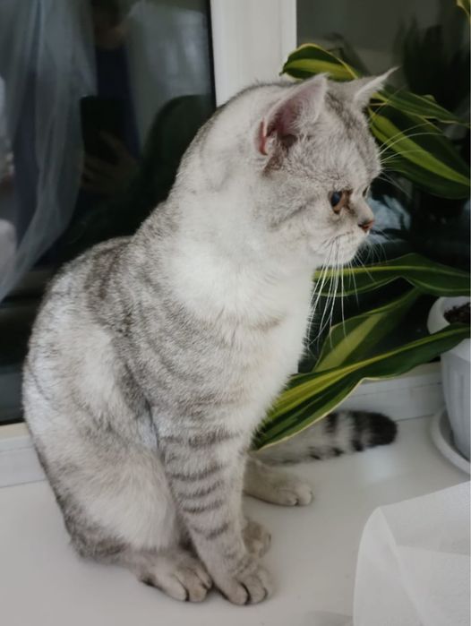 Шиншилла серебристая