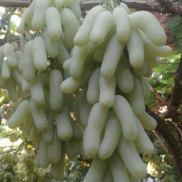 Асаломалекум узум кочатлар сотилад доставка бори