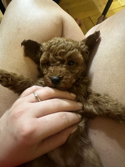 Toy poodle,  той пудели