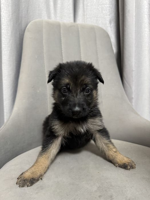 Продаются овчарки