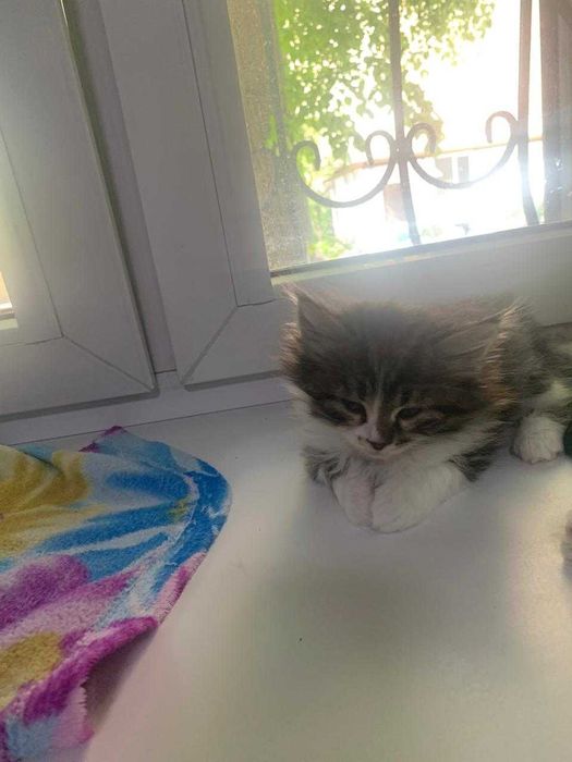 Котенок, созданный для любви!