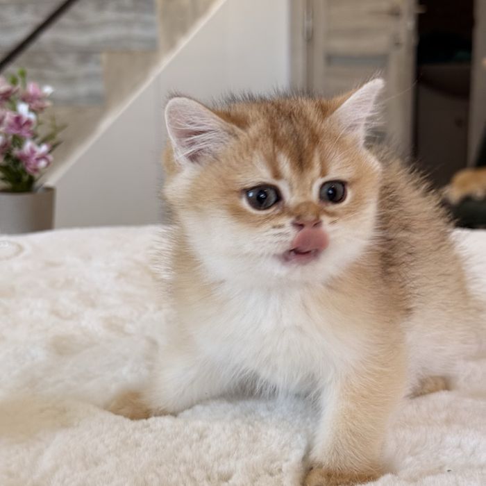 British Golden Shaded