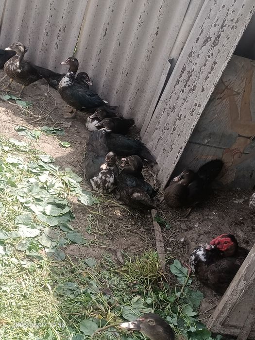 Продам индоуток этого года