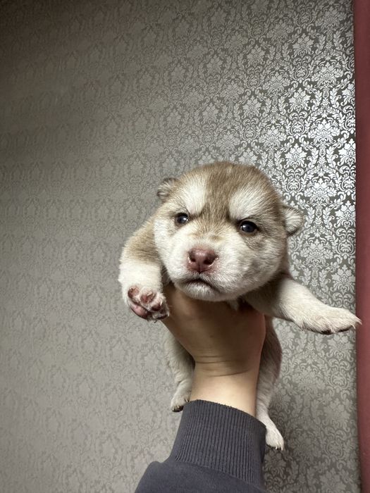 Щенки сибиского хаски, ранняя бронь, Петропавловск