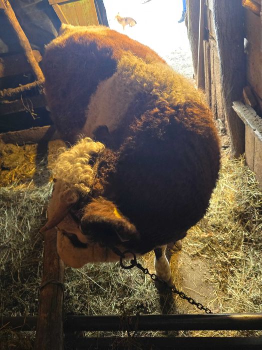 De vânzare vaci BALȚATE.