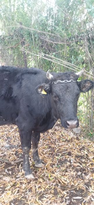 Сиыр сатылады...