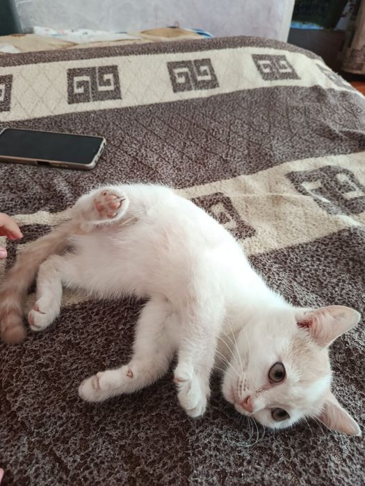 Отдам в добрые заботливые руки котят
