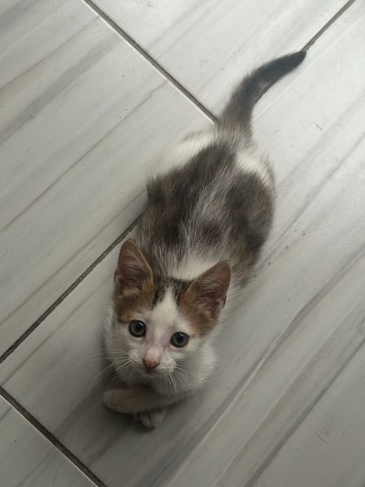 Подарявам коте Спешно!!!