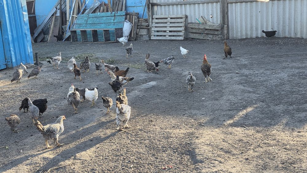 Продам домашних кур молодняк и индоуток