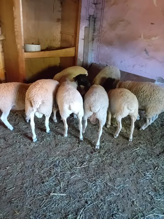 Vând oi dorper rasă pură