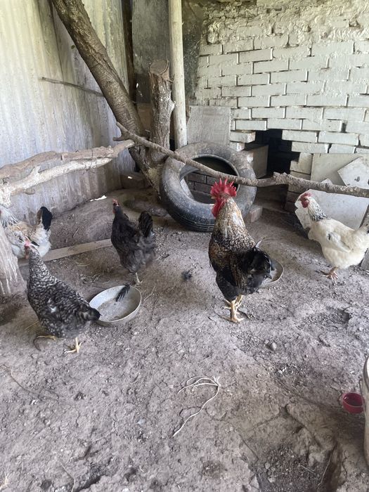Срочно! Продам домашних кур