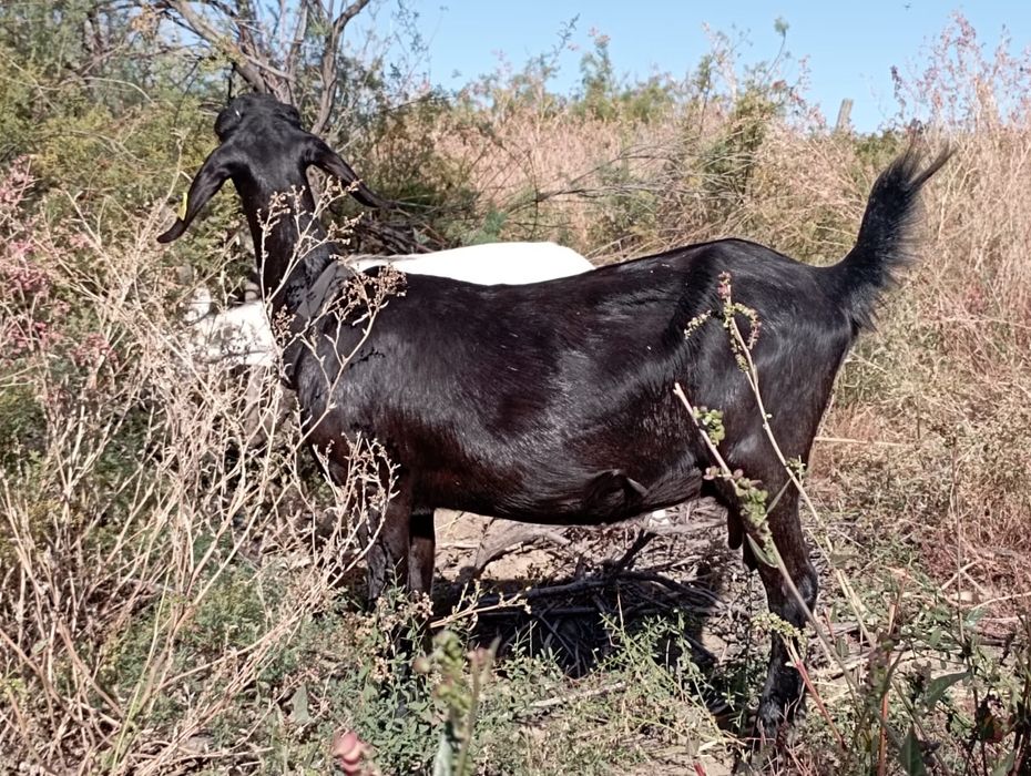 Англо-нубийская коза