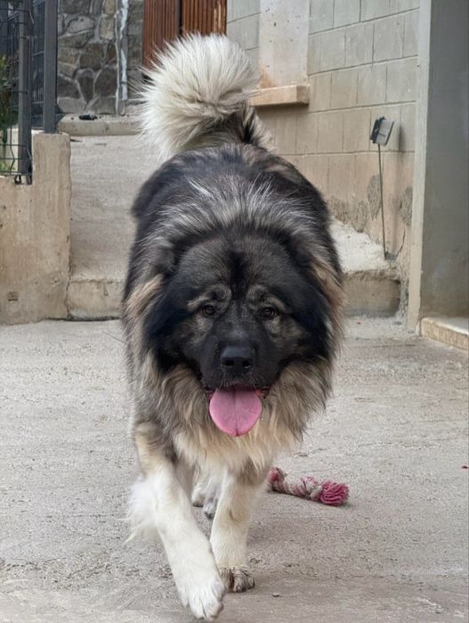 Кавказка овчарка