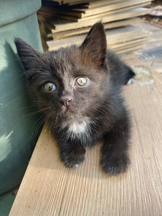 Отдам котенка 1,5 месяца