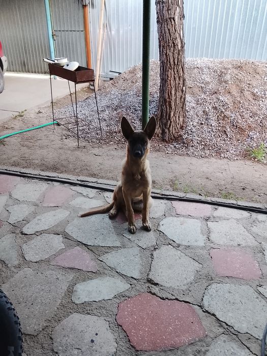 Бельгийская овчарка . Малинуа!