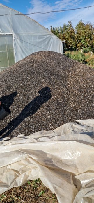 Floarea soarelui productie 2025