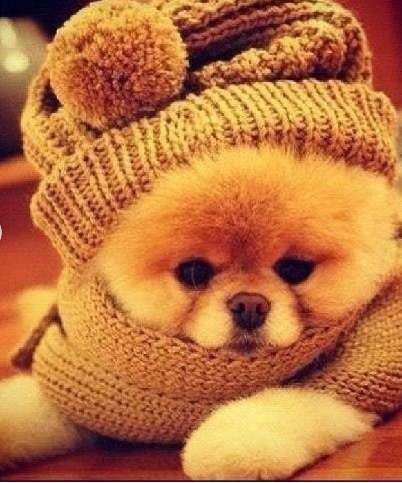 Ветеринарные услуги для ваших питомцев.