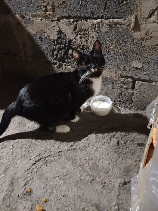 Пришахтинск. Котят в добрые руки