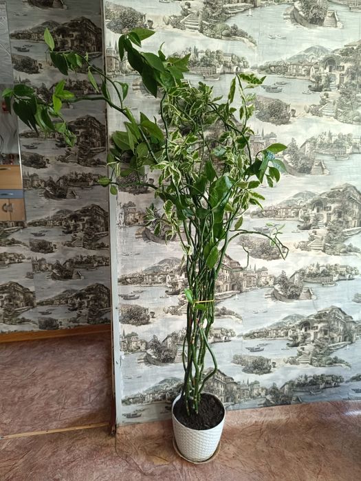 Напольные большие цветочки