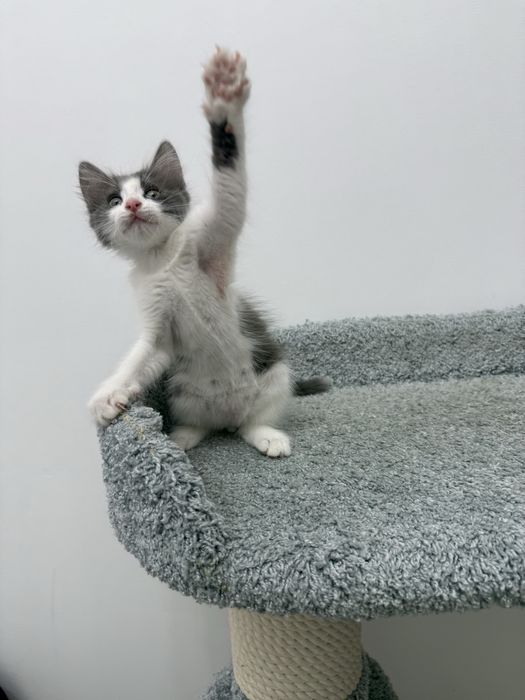 Котенок в добрые руки