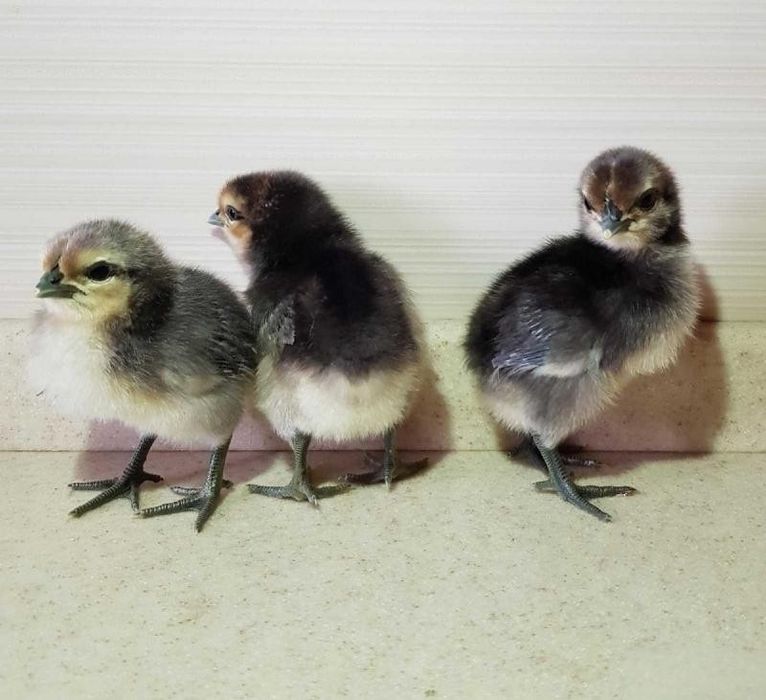 Золотой Лакадензи (Лакендази Lakendazi) жўжалари сотилади — Шифобахш т