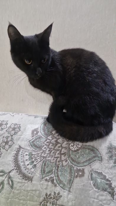 Красивая кошка в добрые руки