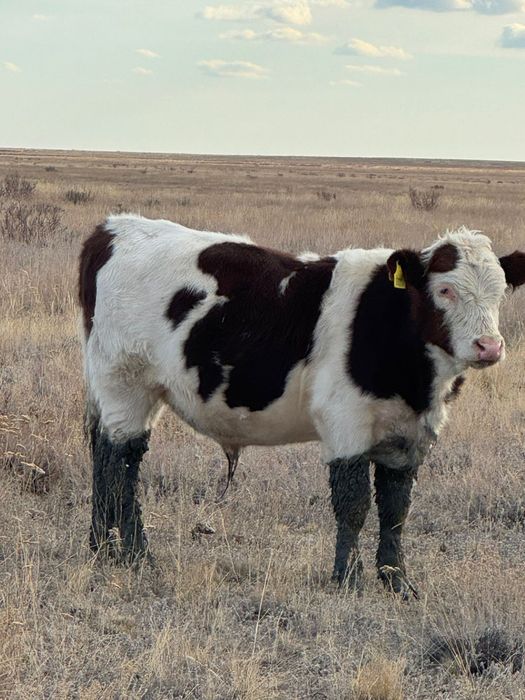 Подсостар сатылады