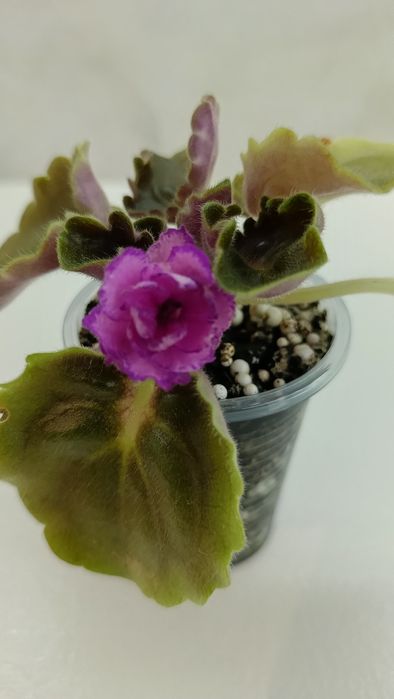 Фиалка. Девочка с веером