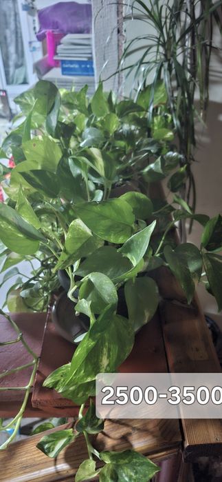Продам комнатные растения