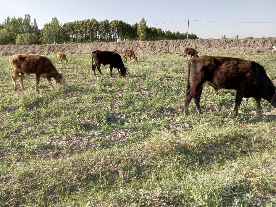Tadbirkor akalarimiz uchun