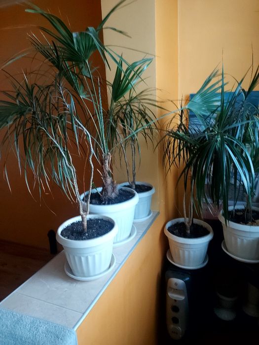 Палми и Драцени и  други растения