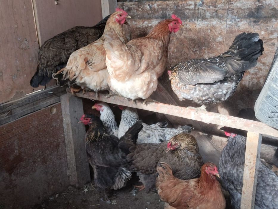 Домашние прошлогодние куры