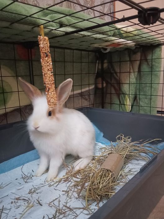 Декоративный кролик