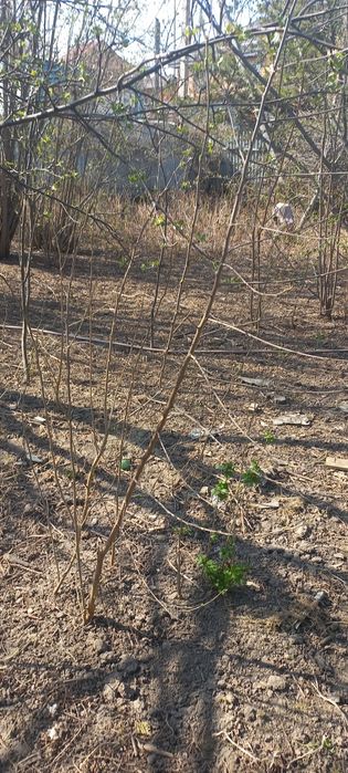 Продам тутовник недорого