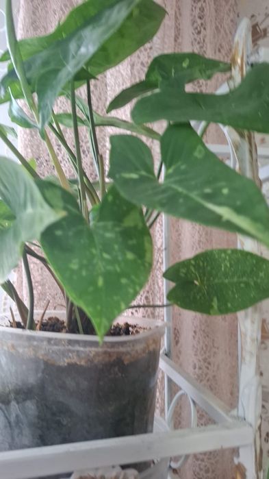 Продам комнатные цветы