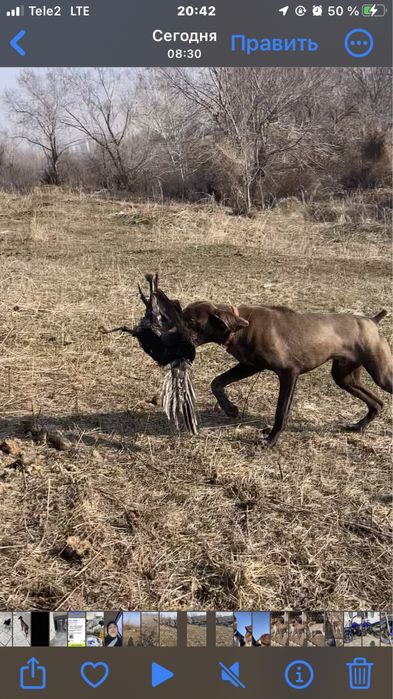Курцхар охотничия собака