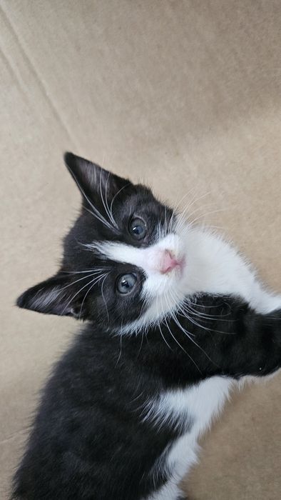 Малки сладки котенца